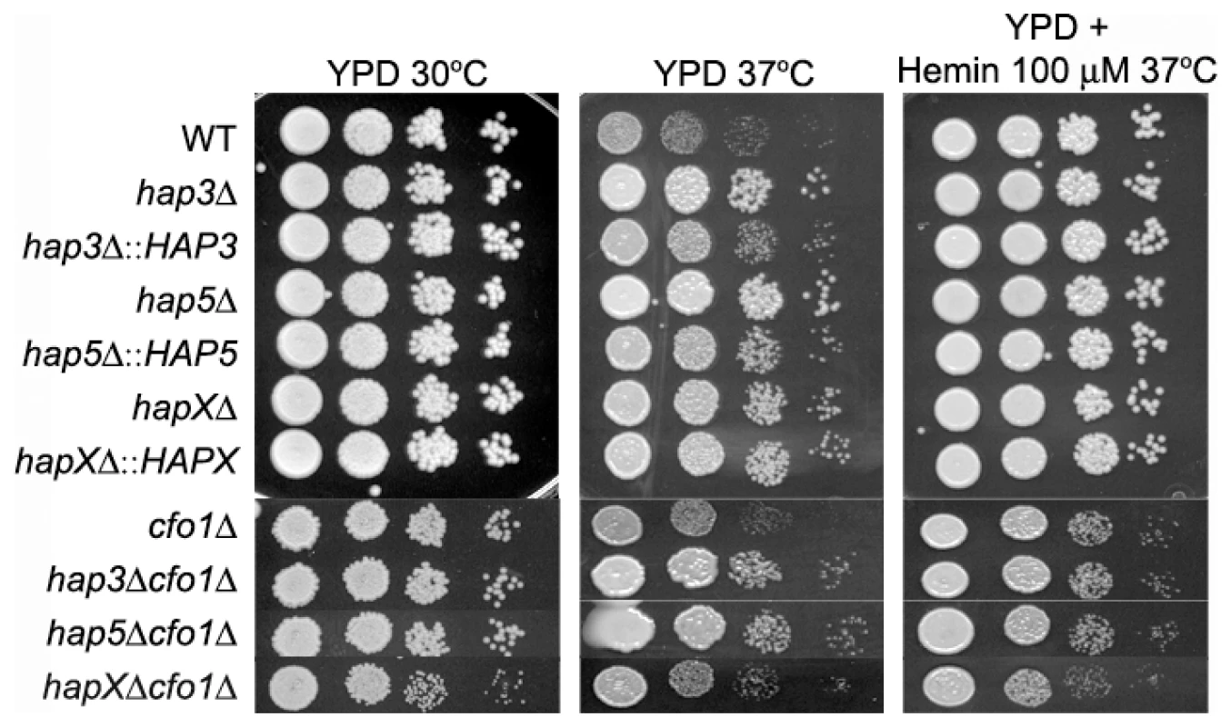 The <i>hap3Δ</i> and <i>hap5Δ</i> mutants exhibit enhanced growth at host temperature.