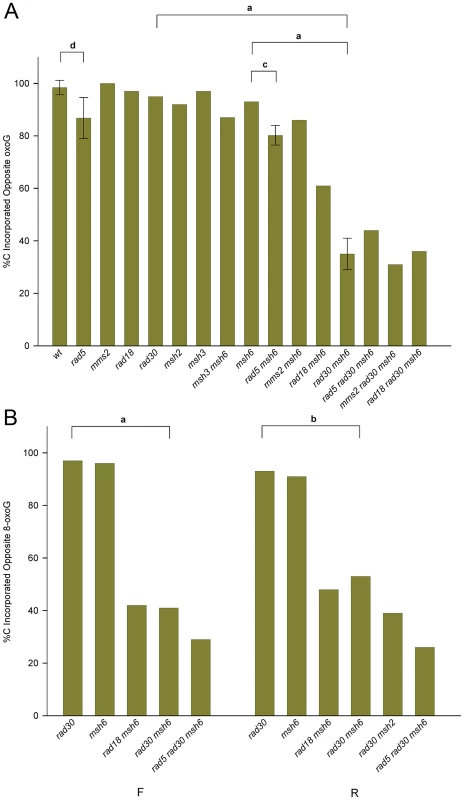 Accuracy of 8-oxoG replication.