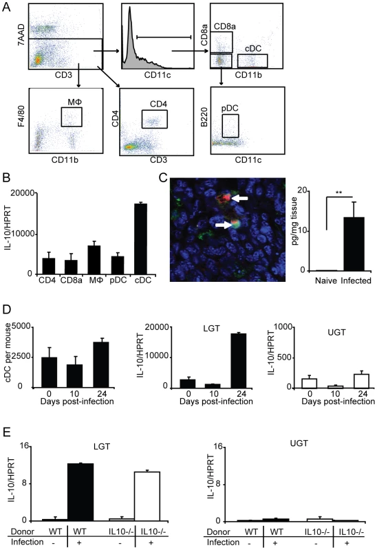Lower genital tract DC are the primary source of IL-10 production following <i>C. trachomatis</i> infection.