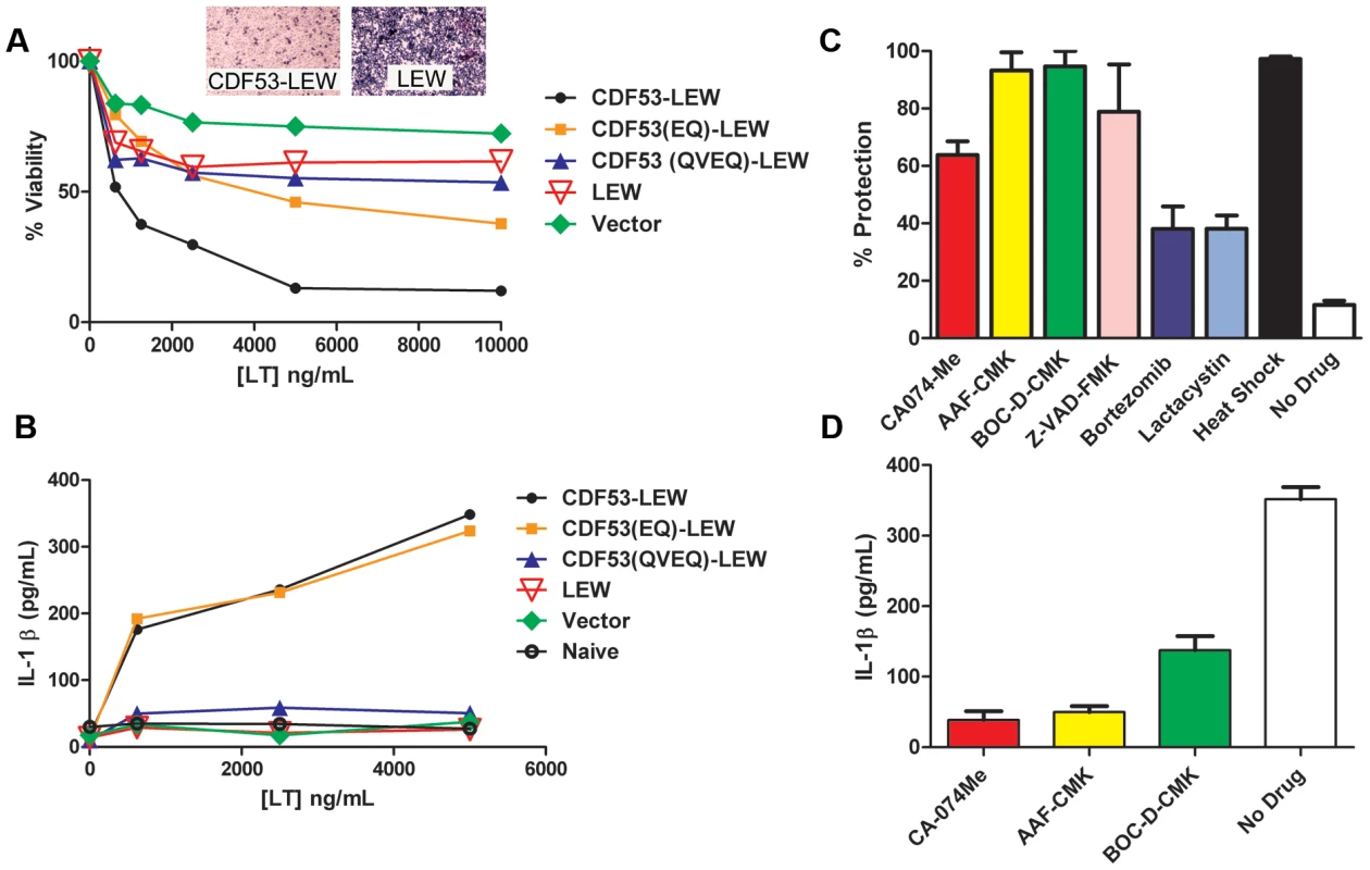 LT effects on cells expressing rNlrp1 constructs.