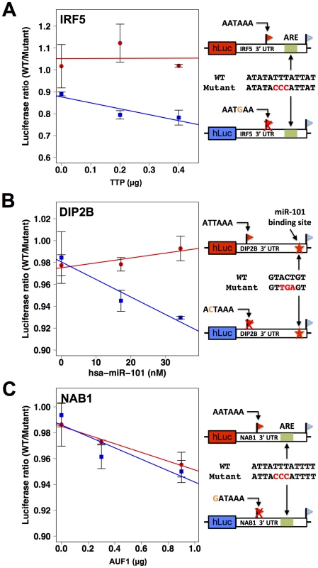 3′ sequence motifs are required for the regulatory response to <i>trans</i>-acting factors.