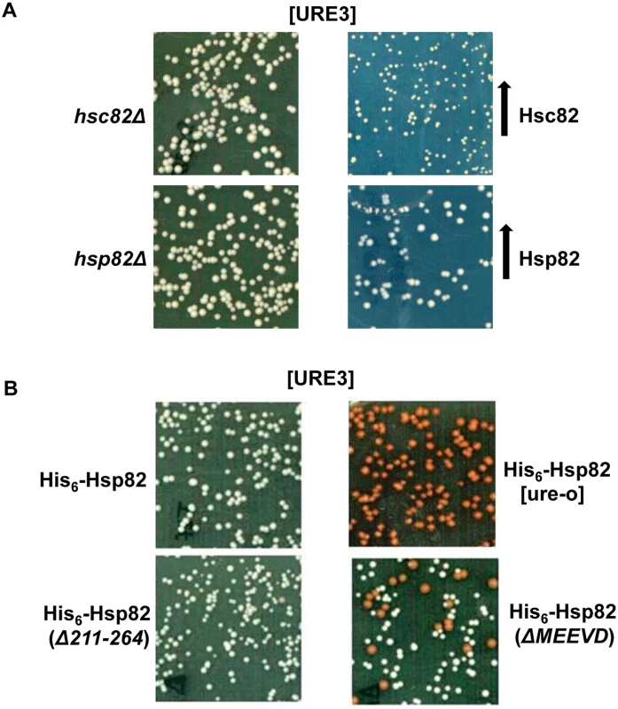 Deleting the MEEVD motif of Hsp90 destabilizes [URE3].