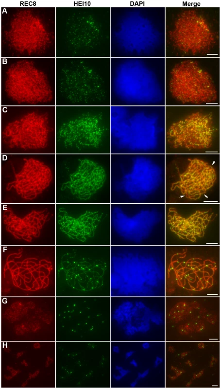 Immunolocalization of REC8 and HEI10 in WT rice.