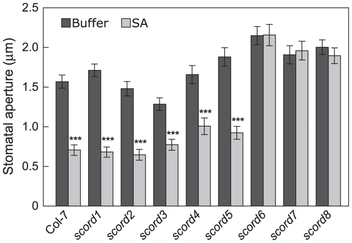Stomatal closure responses of <i>scord</i> mutants to SA.