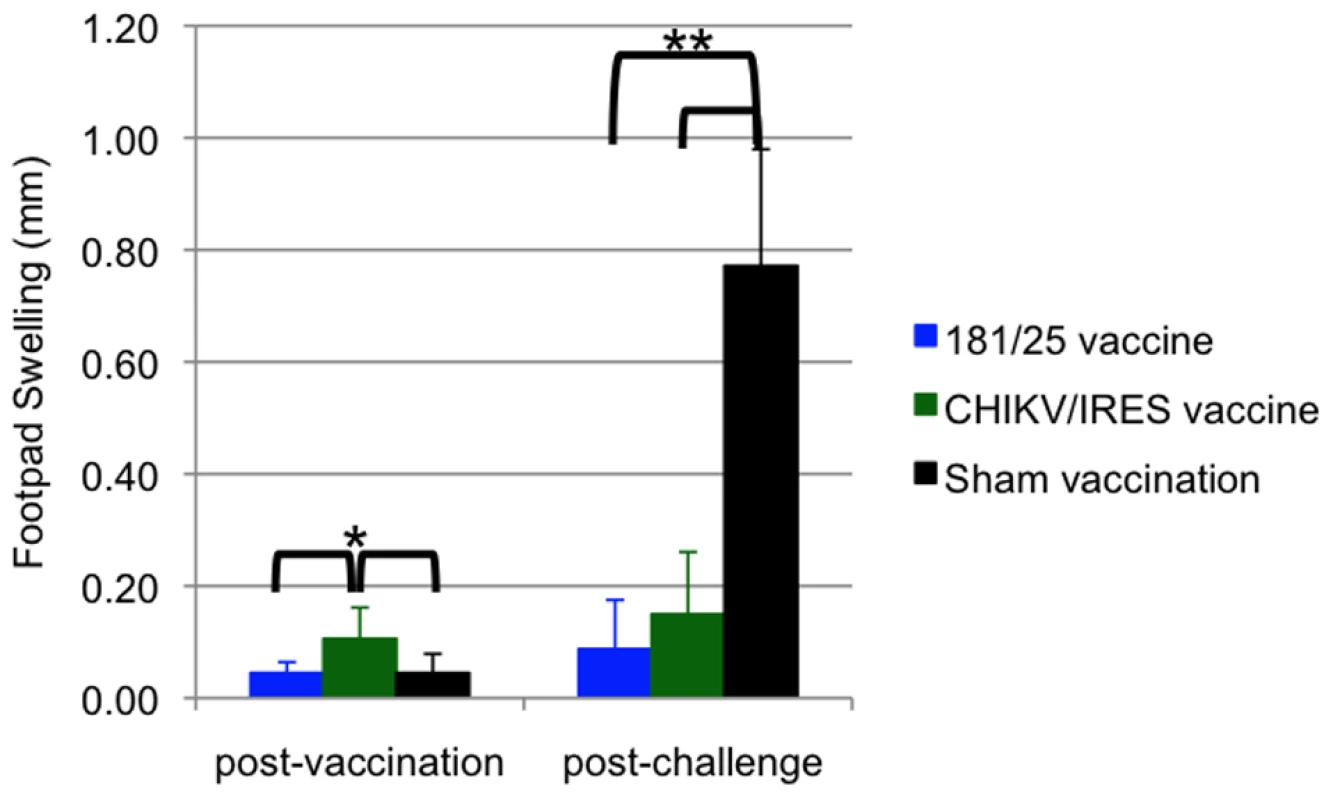 Foot swelling for 10-week-old A129 mice after intradermal vaccination with 10<sup>4</sup> PFU of CHIKV/IRES or 181/25.
