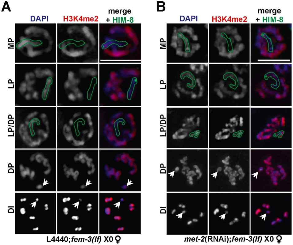 Ectopic X-specific H3K4me2 accumulation in late pachytene X0 germ lines depleted for <i>met-2</i>.