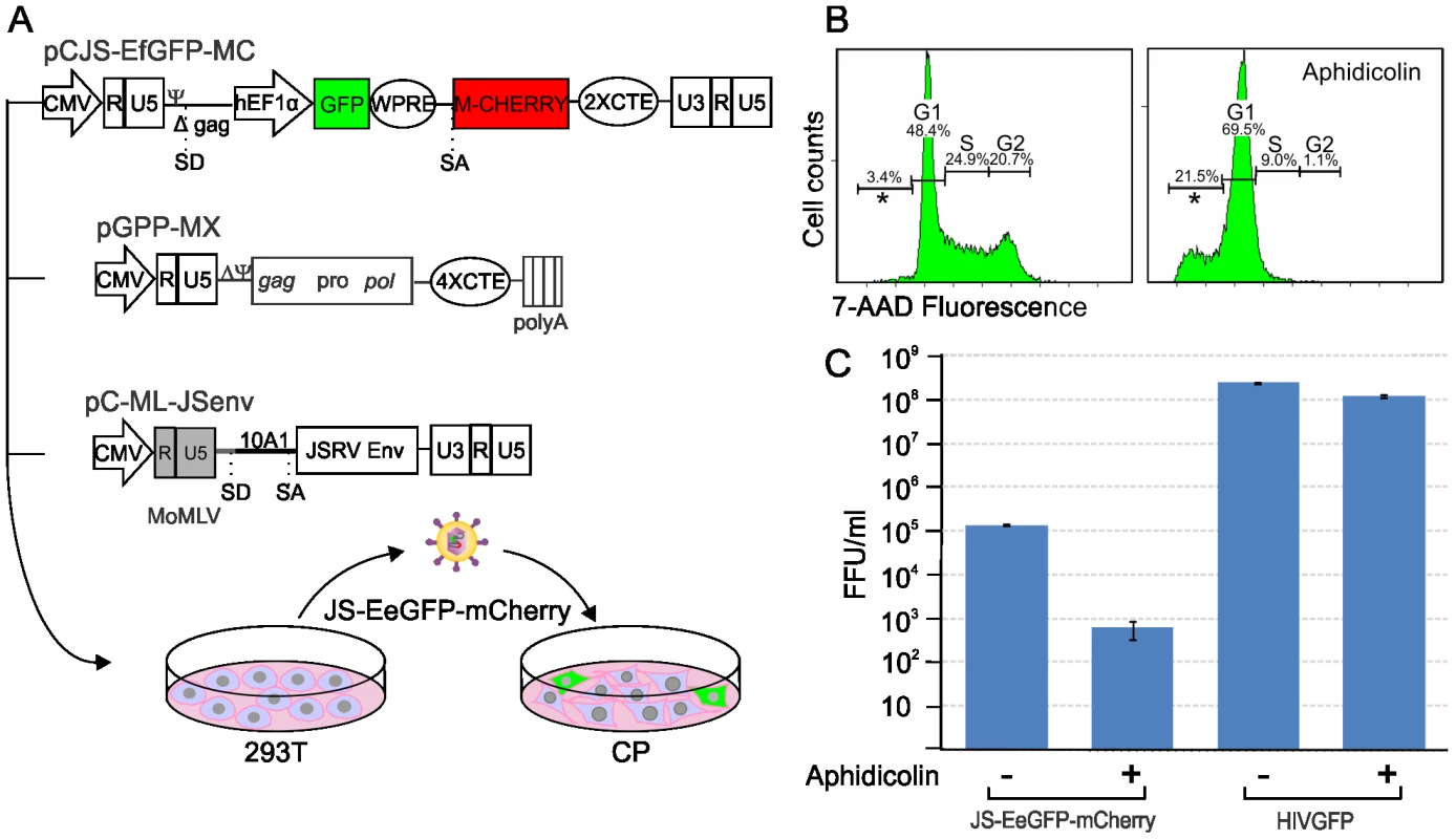 Infectivity of JSRV in proliferating and mitotic arrested cell.