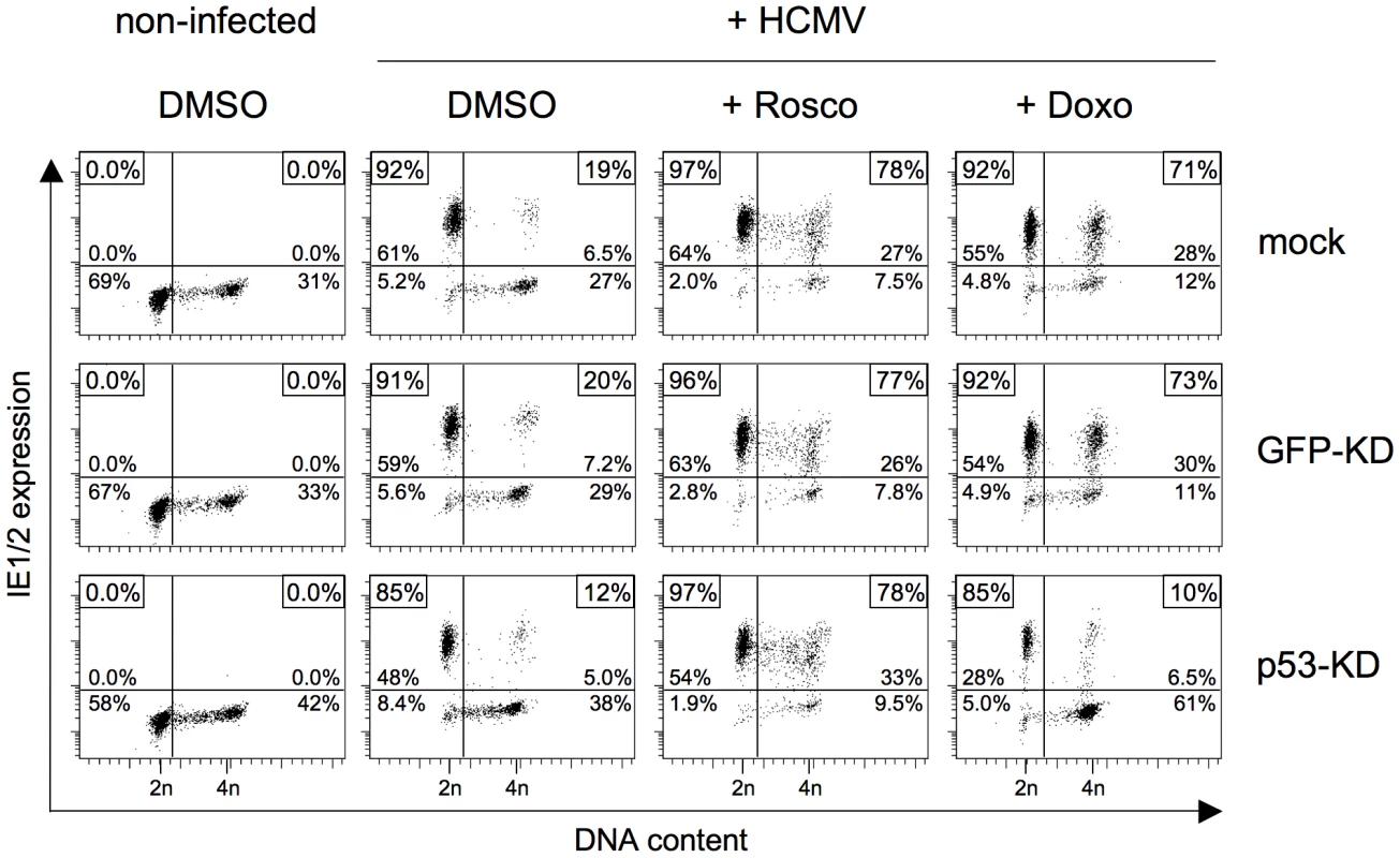 The roscovitine-mediated rescue of MIE gene expression in S/G2 cells is p53 independent.