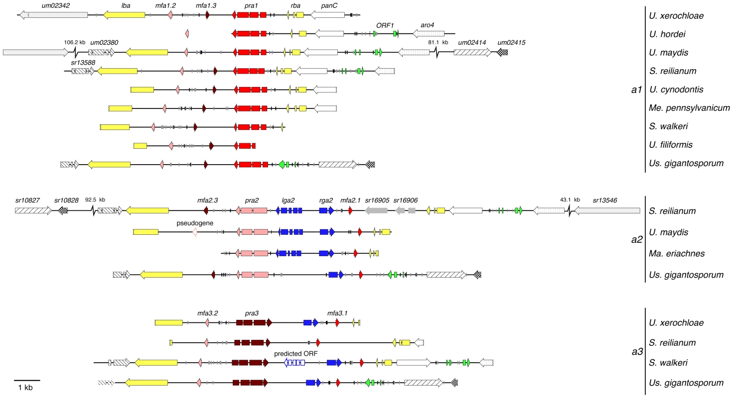 Genetic structure of mating type <i>a</i> gene clusters of Ustilaginales.