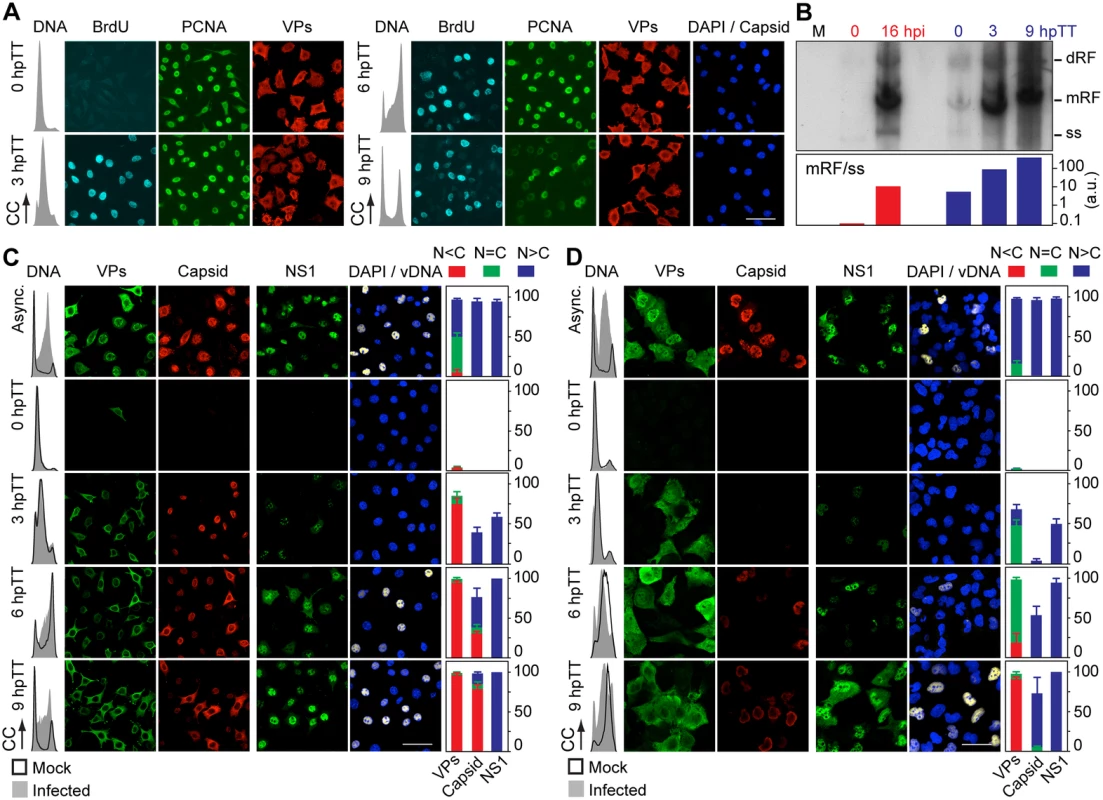 Stressing cellular DNA synthesis uncouples parvovirus genome replication from nuclear capsid assembly.