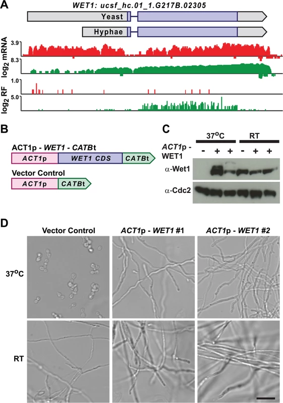 Misregulation of Wet1 expression induces inappropriate hyphal growth at 37°C.