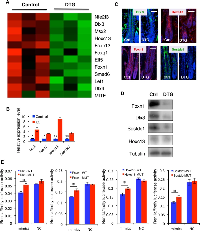 Identification of direct <i>miR-22</i> target genes.