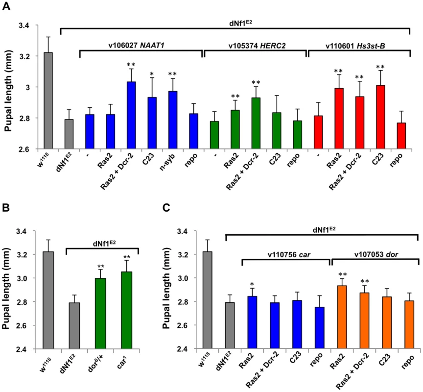 Identification of modifying genes with undetermined roles in <i>dNf1</i> suppression.