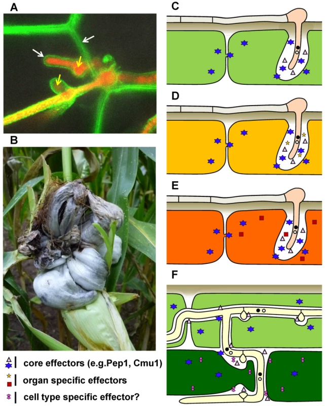 Disease symptoms and schematic presentation of effector cocktail use in different maize organs and tissues infected by <i>U. maydis</i>.