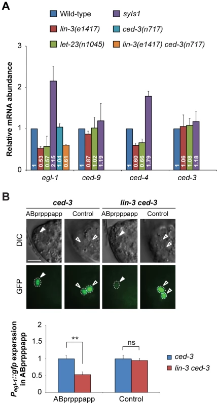 <i>lin-3</i> promotes <i>egl-1</i> transcription.