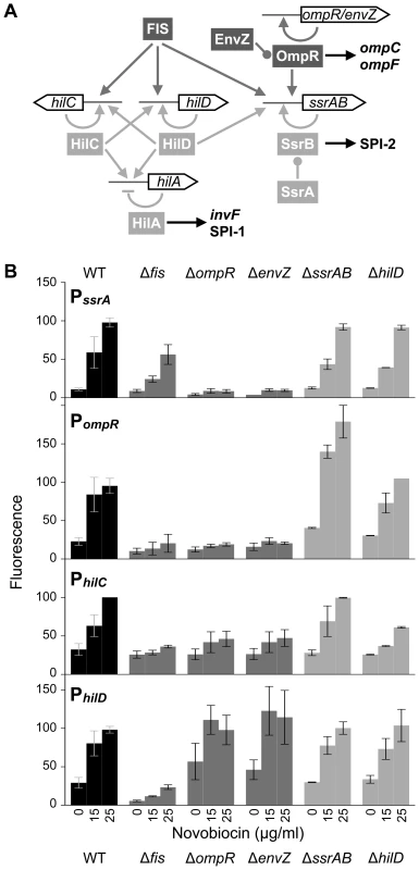 Transcriptional control of SPI-1 and SPI-2 gene expression.
