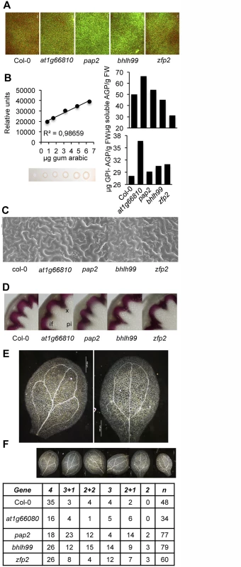 Characterization of <i>zfp2</i>, <i>bhlh99</i>, <i>pap2</i> and <i>at1g66810</i> mutants.