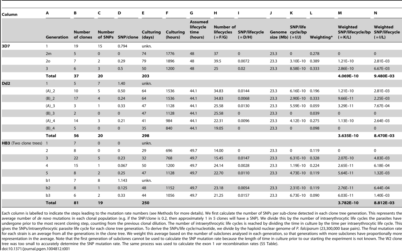 Calculation of the Single Nucleotide Polymorphism mutation rate.