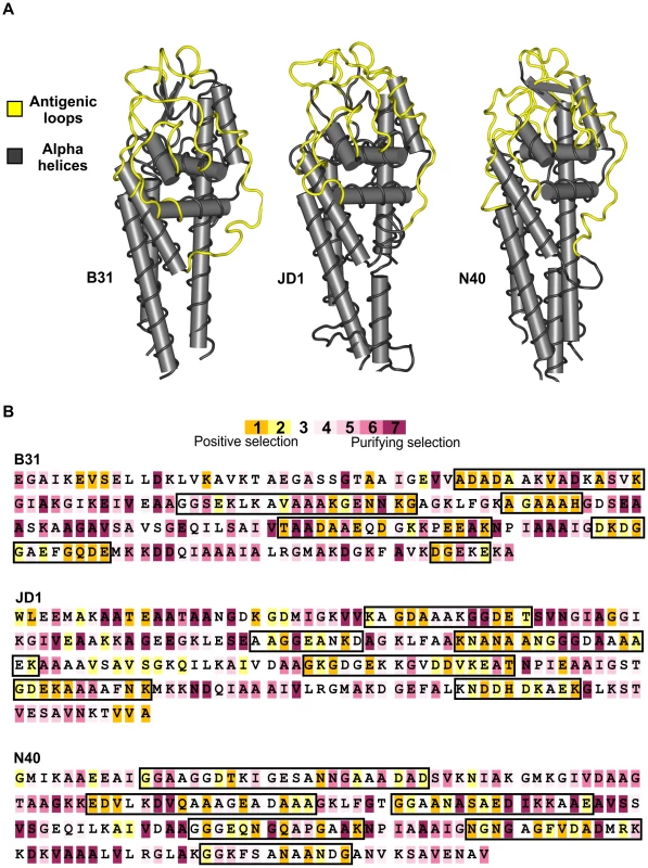 Strong diversifying selection is localized to the antigenically important regions of the unexpressed cassettes.