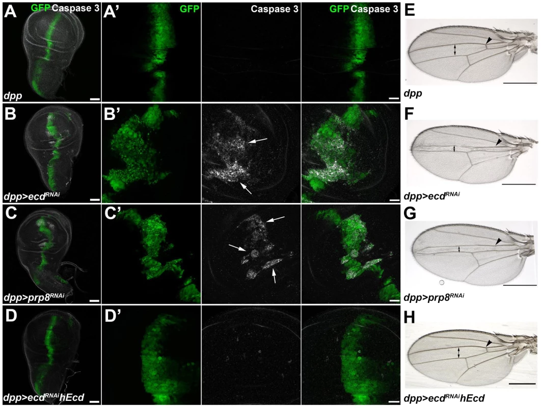 Depletion of Ecd or Prp8 causes apoptotic phenotypes in developing wings.