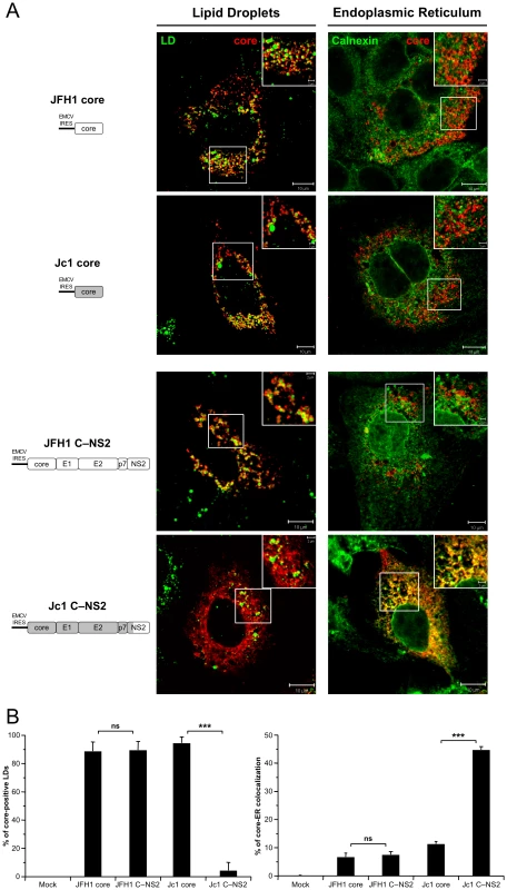 Differential intracellular localization of JFH1 and Jc1 core proteins in cells transfected with core and core—NS2 expression constructs.