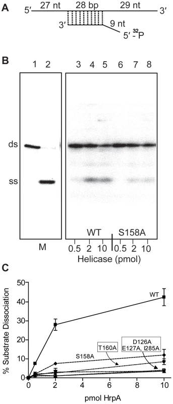 RNA helicase assay.