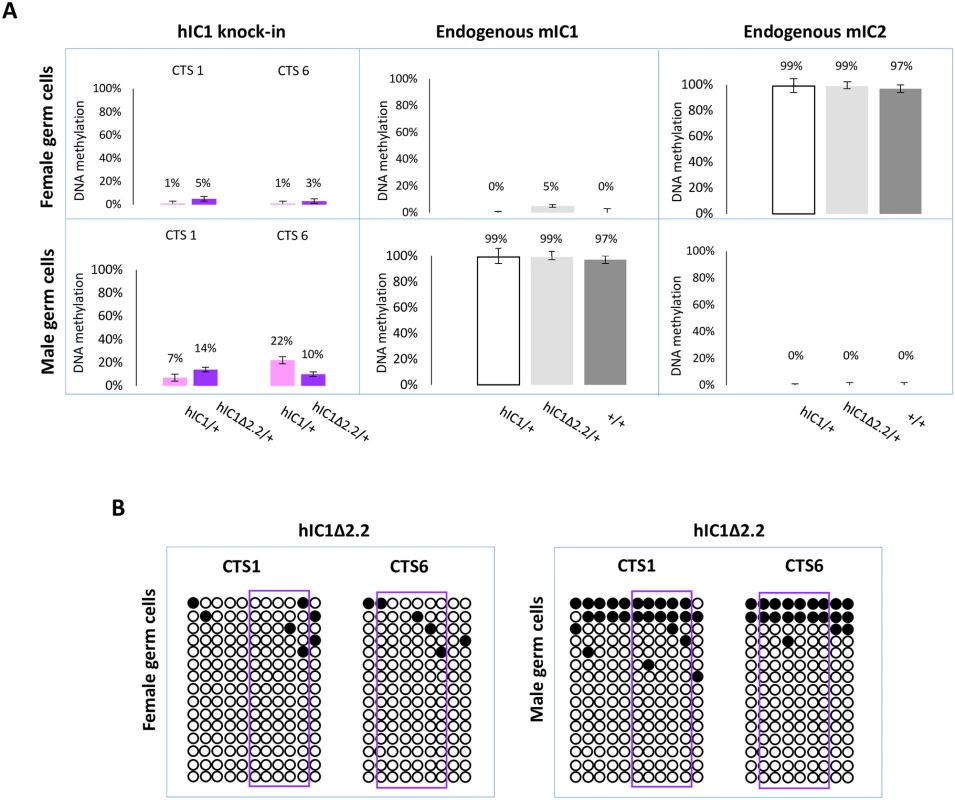 IC1 methylation in germ cells.