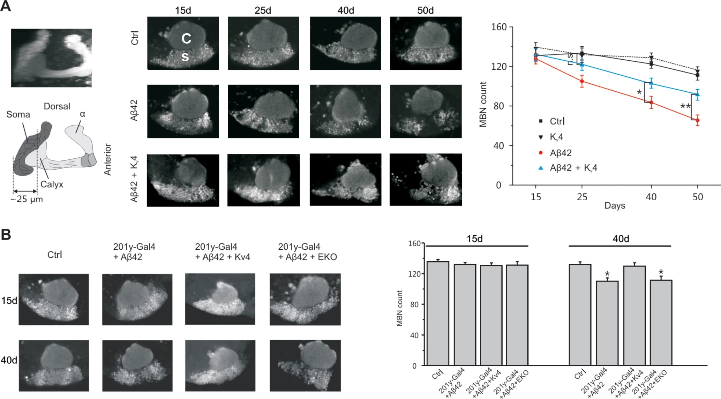 Restoration of excitability in Aβ42-expressing flies ameliorates age-dependent neuronal loss in MBs.