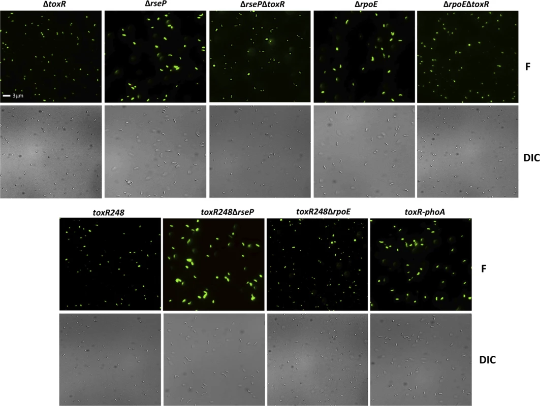 Viability and morphology of <i>V</i>. <i>cholerae</i> mutants after 48 hours at alkaline pH.