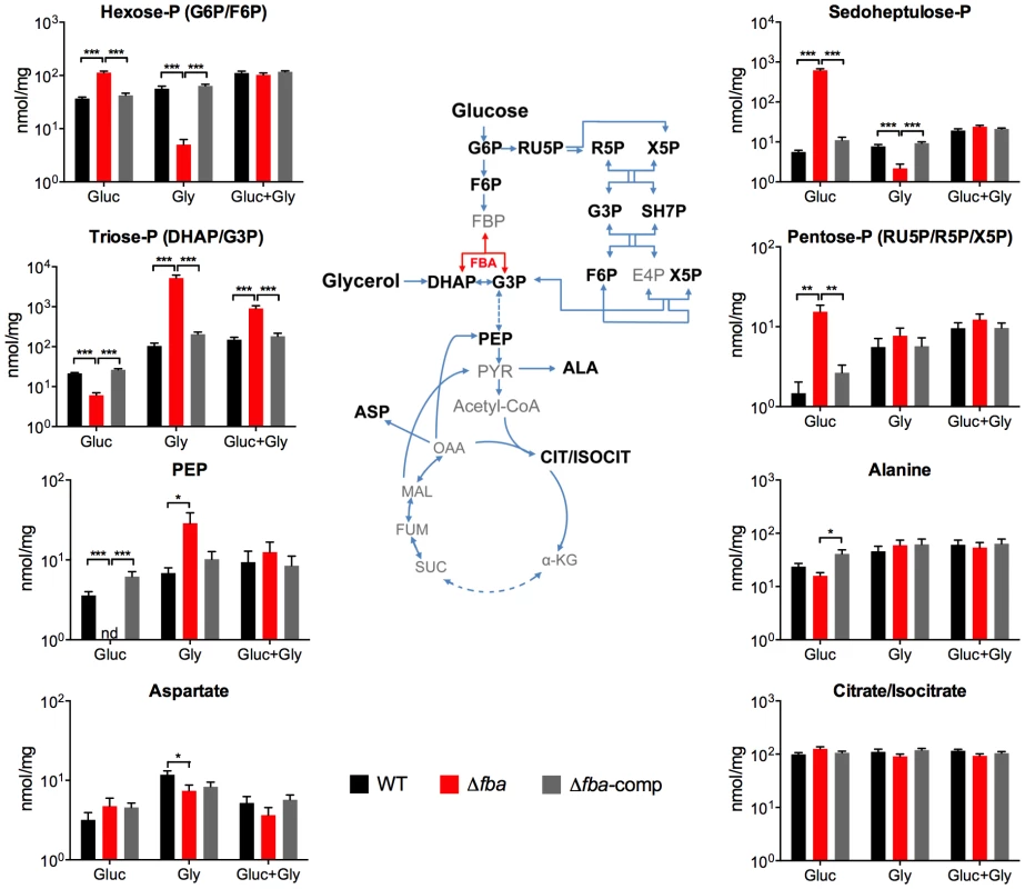 Metabolic consequences of <i>fba</i> deletion.