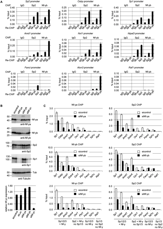 Nf-y is necessary for recruitment of Sp2 to shared sites.