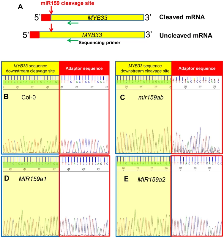 MiR159a variants with up to two central mismatches can direct target cleavage at the canonical miR159 cleavage site.