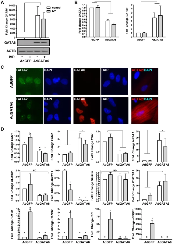 The effects of GATA6 expression in EIUM.