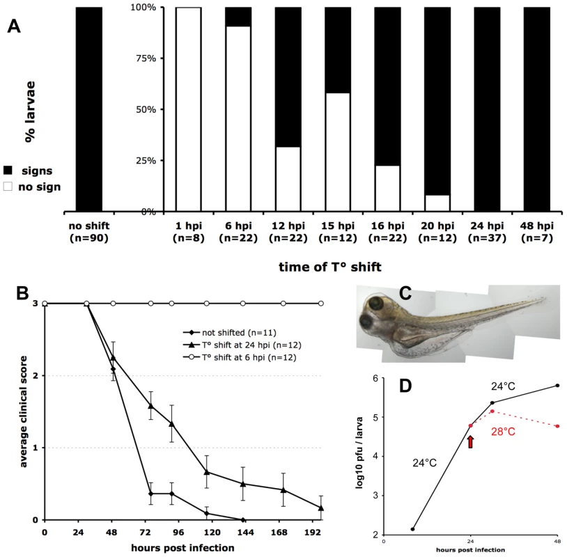 Controlling the progression of IHNV infection by temperature shift.