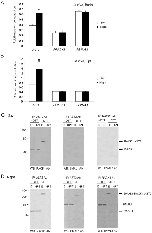 <i>Pl</i>RACK1, <i>Pl</i>BMAL1, and AST2 form an approximately 200-kDa protein complex during the dark period.