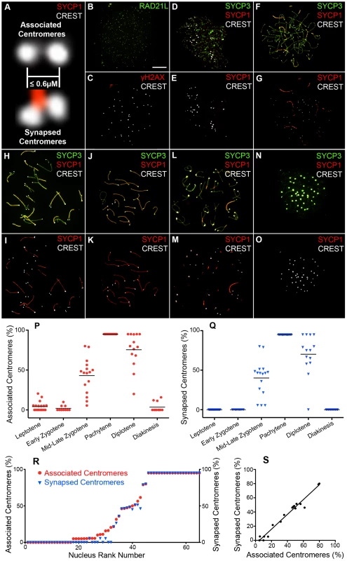 Centromere association and synapsis during meiotic prophase I.