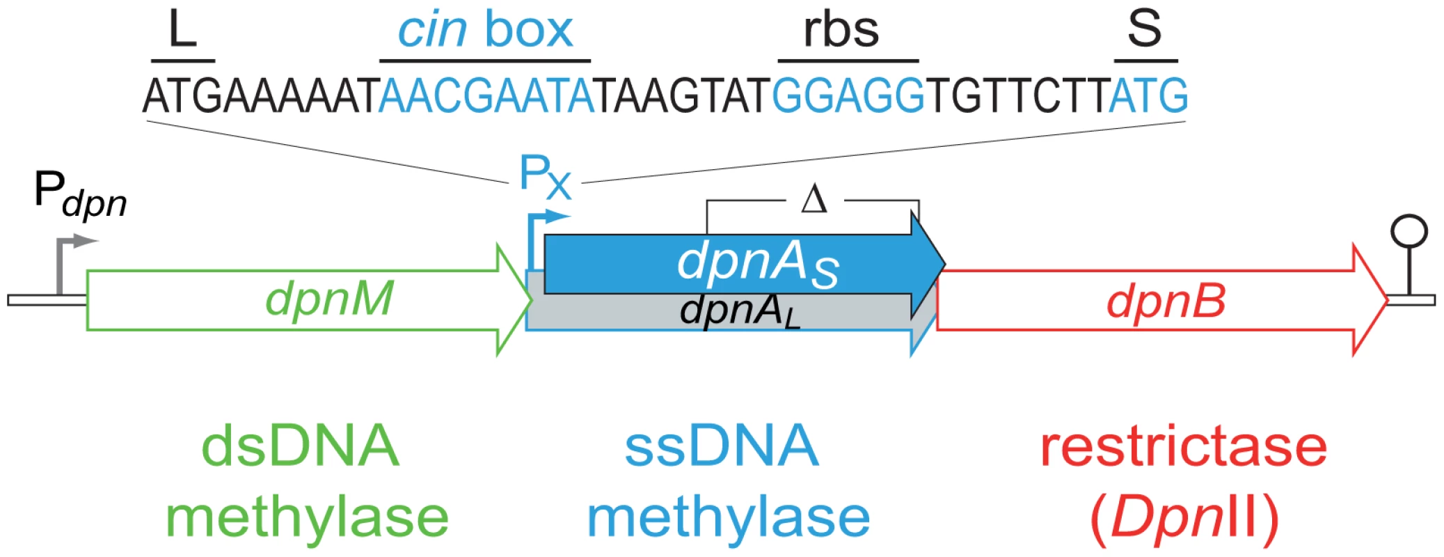 Organization of the <i>dpnII</i> locus.