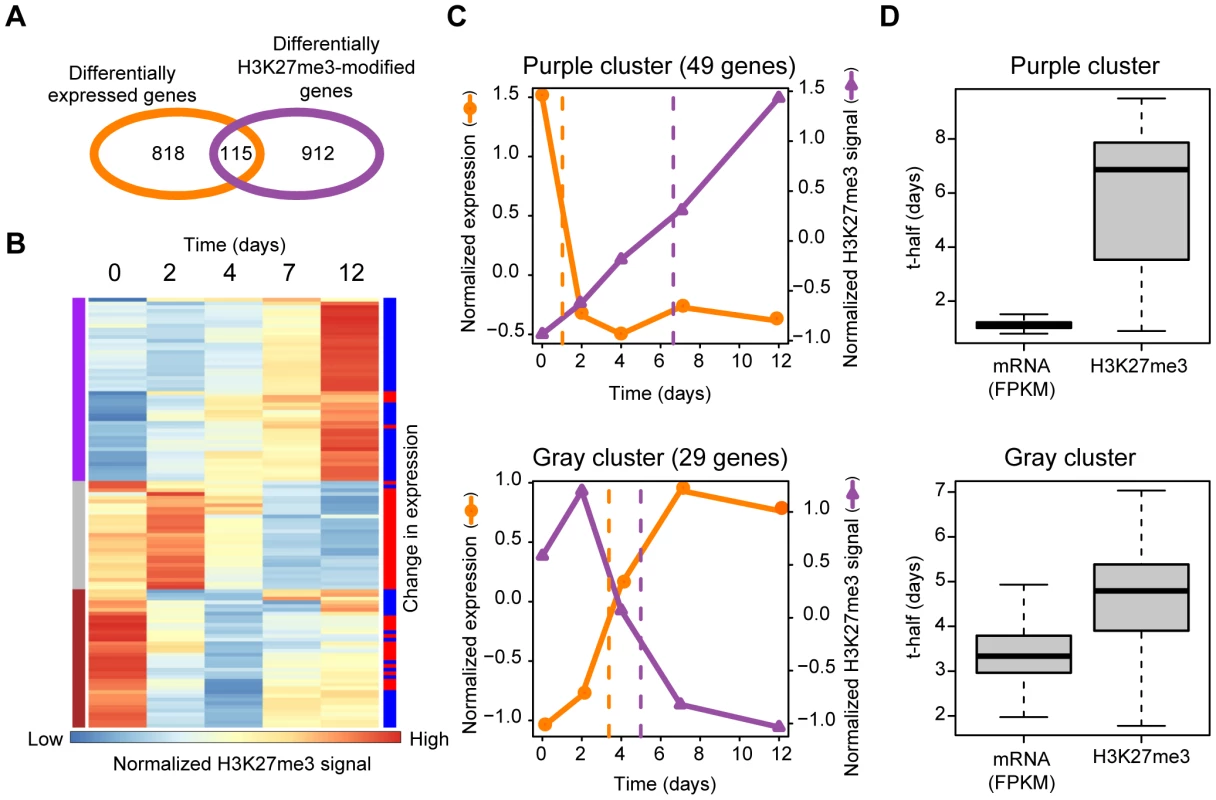 Comprehensive analysis of Ras-induced changes in gene transcription and H3K27me3 content in the gene body.