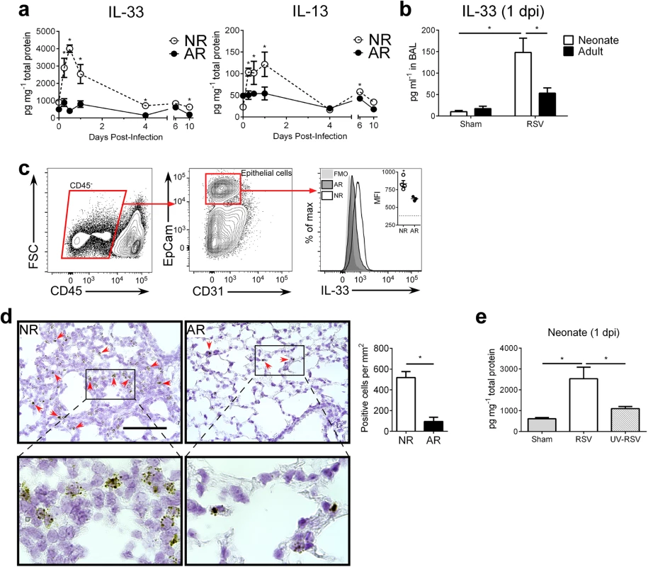 RSV induces robust, rapid IL-33 and IL-13 production in the lungs of neonates.