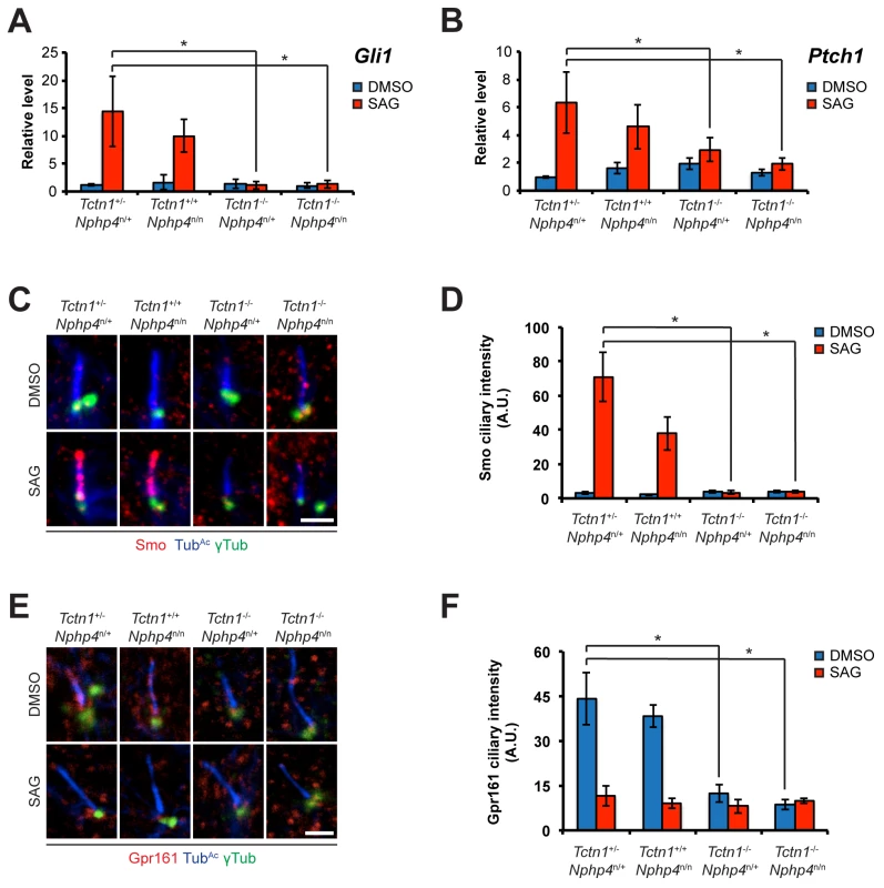Roles for mouse <i>Tctn1</i> and <i>Nphp4</i> in Hh signaling and ciliary localization of Hh pathway components.