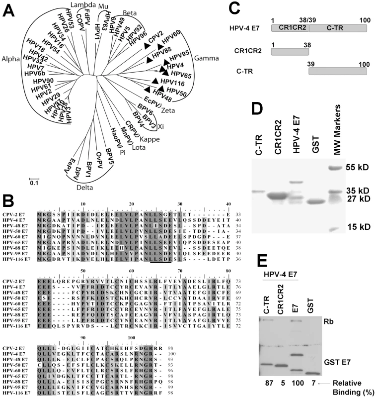Similarities of the CPV-2 and gamma HPV E7 proteins.