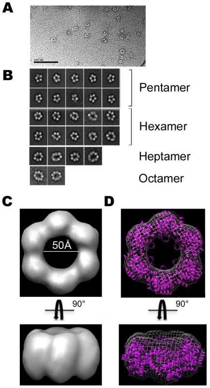 Electron microscopy of N-RNA complexes.