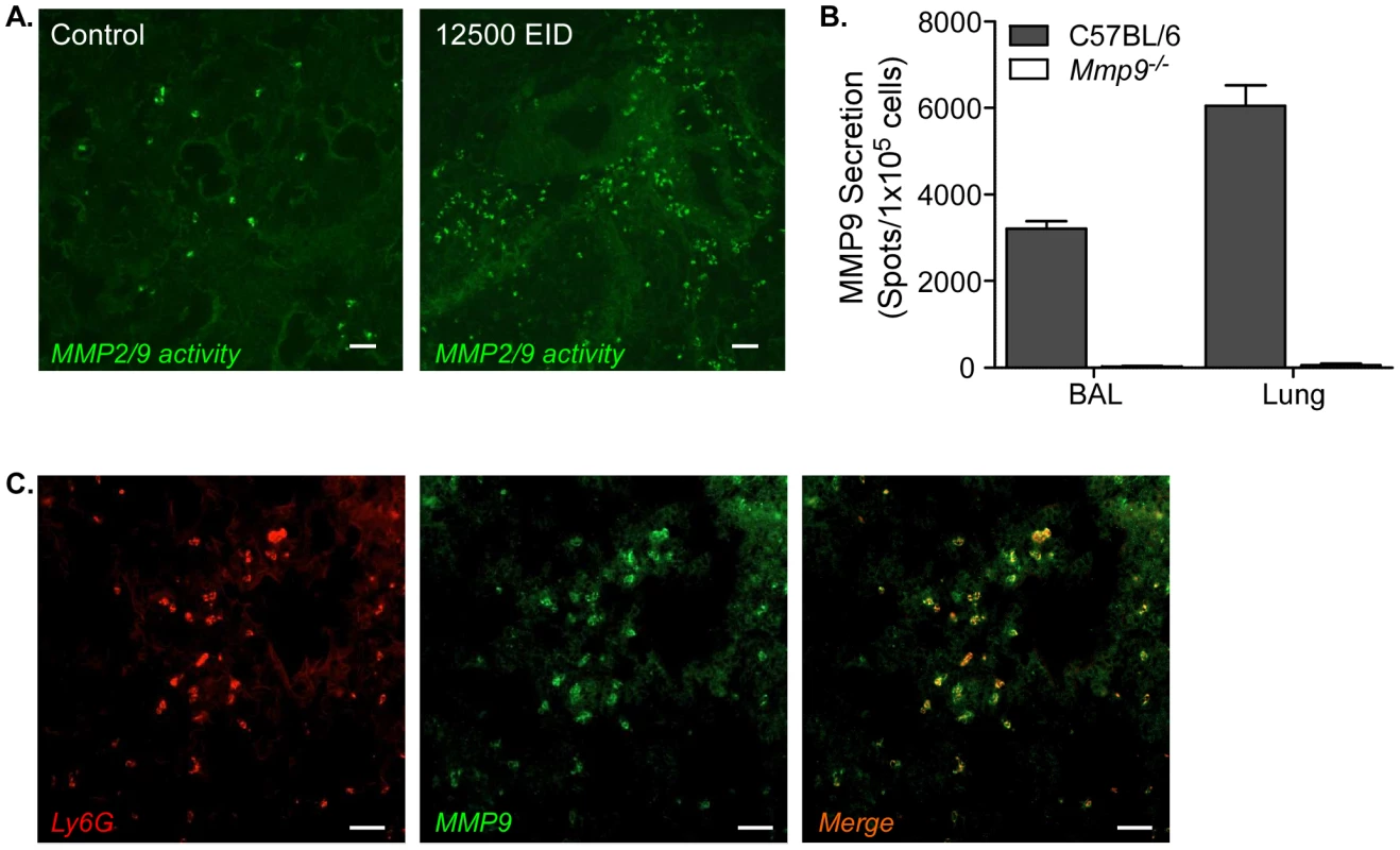 MMP9 is produced by neutrophils after infection.