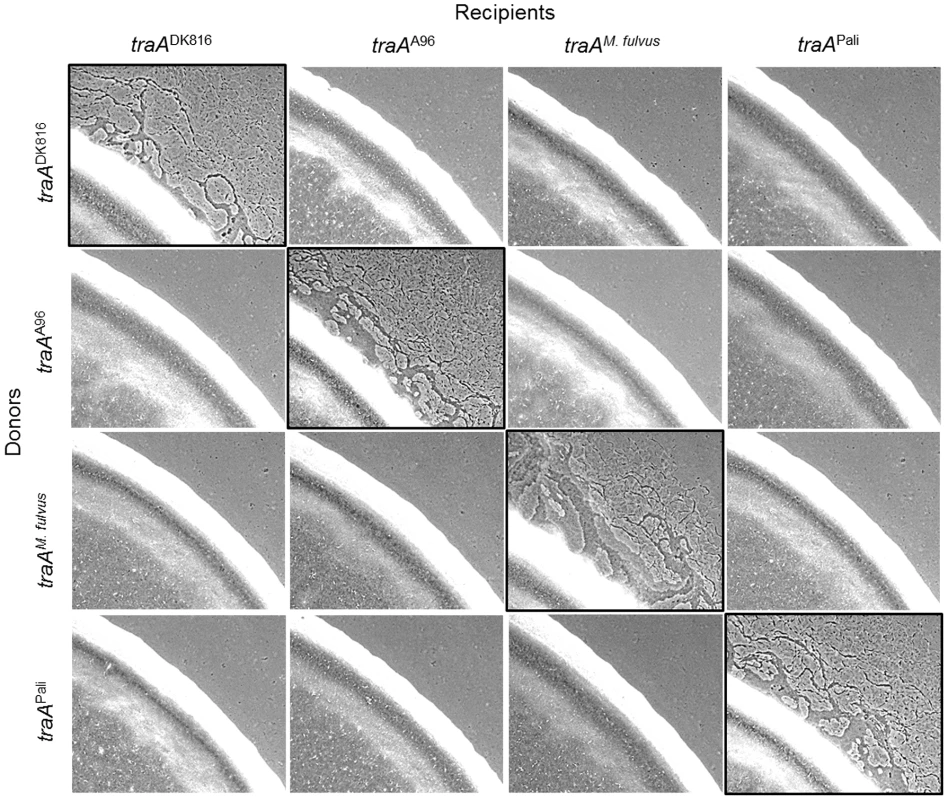 <i>traA</i> allele–specific interactions in extracellular complementation of gliding motility.