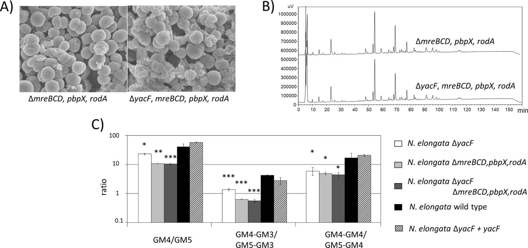 Deleterious effects of <i>yacF</i> deletion can be fixed by inhibiting cell elongation.