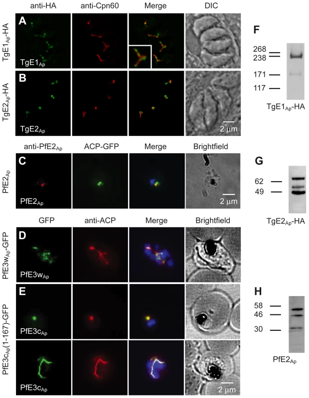 Ubiquitylation proteins localize to the apicoplast in <i>Plasmodium falciparum</i> and <i>Toxoplasma gondii</i>.