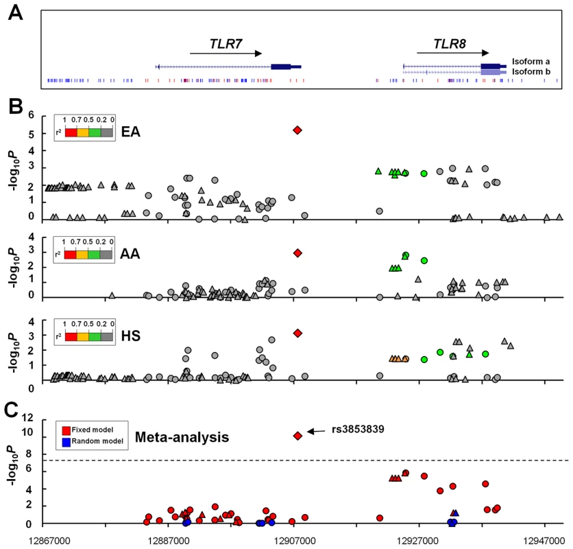 Allelic associations of SNPs in the <i>TLR7-TLR8</i> region with SLE.
