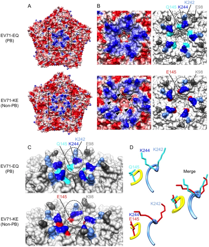 Comparison of EV71-PB and EV71-non-PB structures.