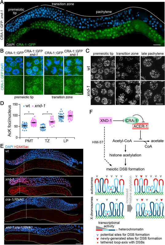 CRA-1 expression pattern is altered in <i>xnd-1</i> mutants.