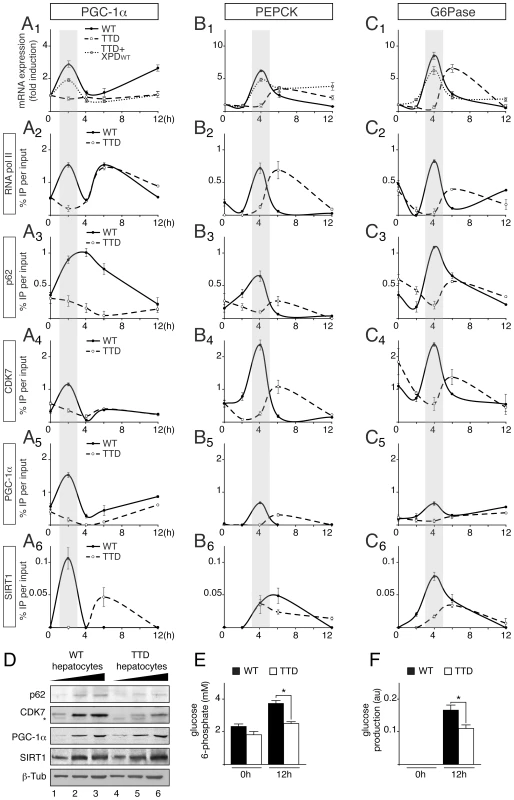 Defective recruitments of transcription factors on the promoter of gluconeogenic genes in TTD hepatocytes.